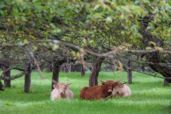 Милі Пухнасті Корови Відпочивають Зеленому Газоні Серед Дерев — стокове фото