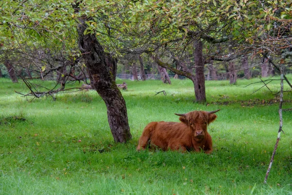 Retrato Vaca Roja Esponjosa Descansando Sobre Césped Verde Entre Árboles — Foto de Stock