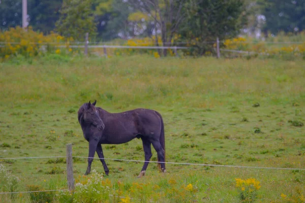 Solitaire Cheval Noir Pâturage Sur Terrain Automne Nature — Photo