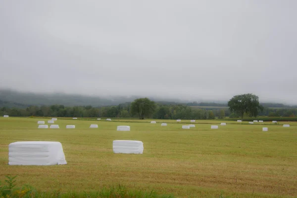 干し草の上に白いカバーを持つフィールドの自然ショット — ストック写真