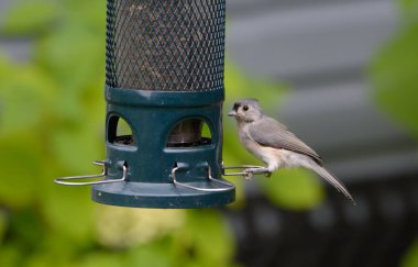 Kuş yemliğine tüneyen minik meme faresinin yakın görüntüsü