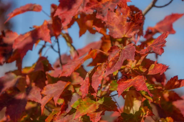 Detailní Pohled Listy Červeného Javoru Podzimní Listí — Stock fotografie