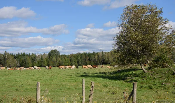 Grupo Vacas Pastando Pastagens Campo Durante Dia — Fotografia de Stock