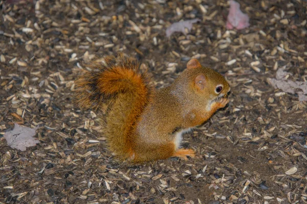 Pequeno Esquilo Comendo Sementes Girassol Chão Com Folhas Caídas — Fotografia de Stock