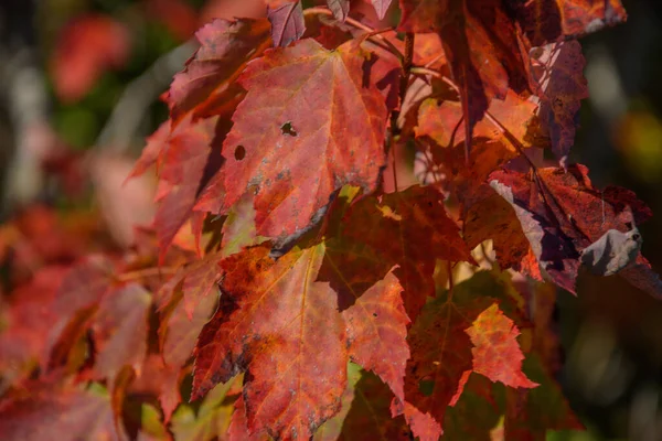 Detailansicht Roter Ahornblätter Herbstliches Laub — Stockfoto