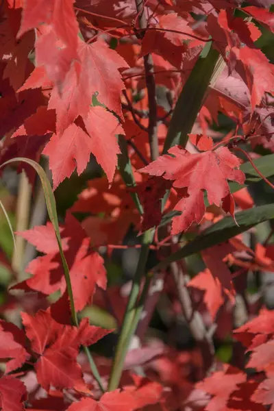 Detailansicht Roter Ahornblätter Herbstliches Laub — Stockfoto