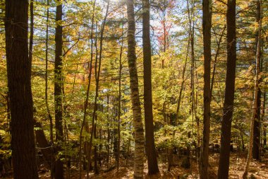 Muhteşem sonbahar ormanlarının doğal arka planı, renkli sonbahar yaprakları..