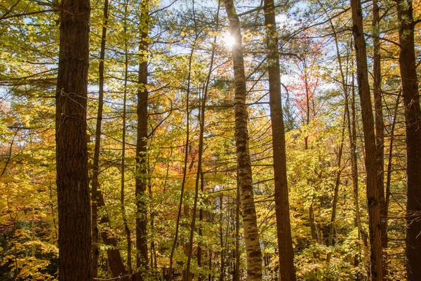 壮大な秋の森 カラフルな紅葉の自然背景 — ストック写真