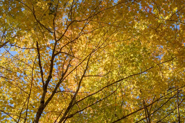 Mavi Gökyüzü Arka Planlı Muhteşem Sonbahar Ormanı Manzarası — Stok fotoğraf