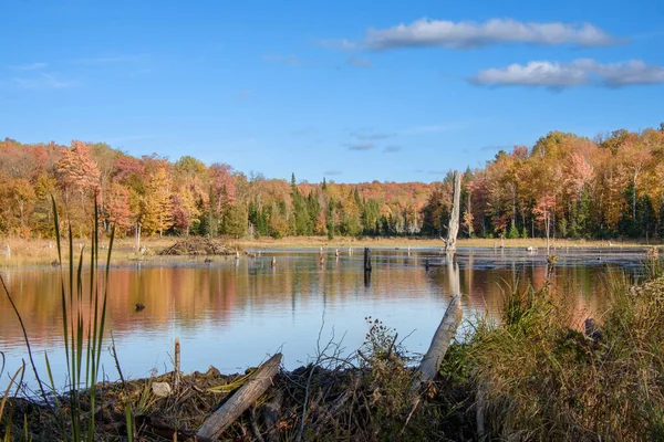 Paisaje Otoñal Con Bosque Colorido Pantano — Foto de Stock