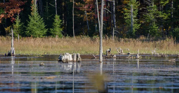 Paysage Automnal Avec Forêt Colorée Marais — Photo