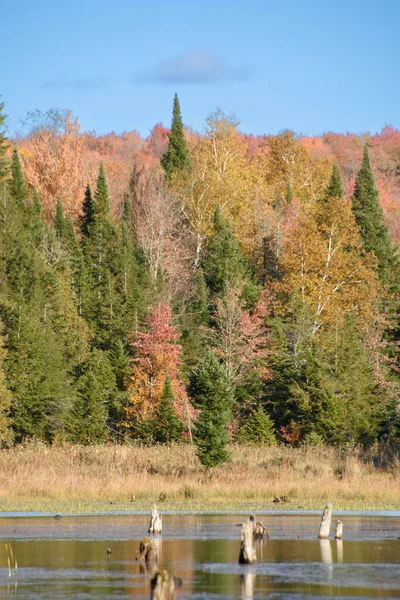 Paisaje Otoñal Con Bosque Colorido Pantano — Foto de Stock