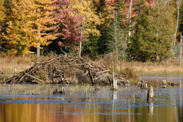 Herbstliche Landschaft Mit Bunten Wäldern Und Sümpfen — Stockfoto