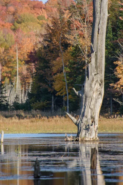 Jesienny Krajobraz Kolorowym Lasem Bagnami — Zdjęcie stockowe