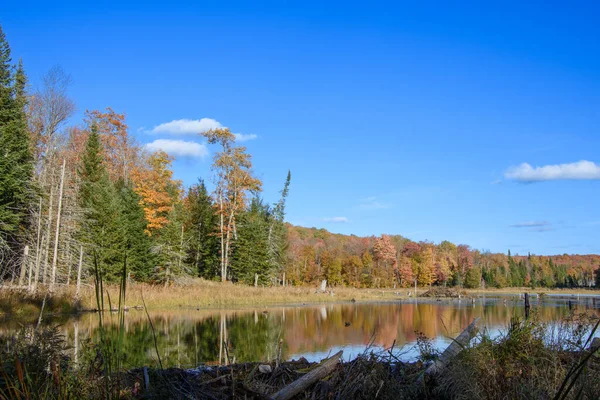 Paysage Automnal Avec Forêt Colorée Marais — Photo