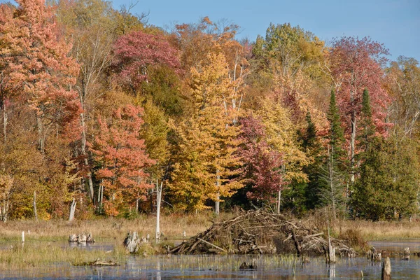 Paisaje Otoñal Con Bosque Colorido Pantano — Foto de Stock