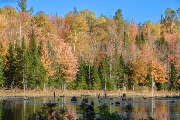 カラフルな森と沼と秋の風景 — ストック写真
