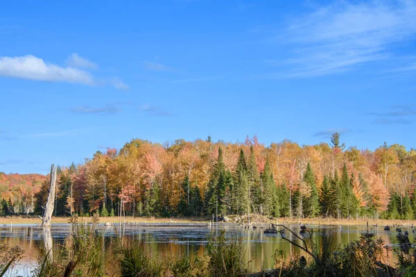 有五彩斑斓的森林和沼泽的秋天景观 — 图库照片