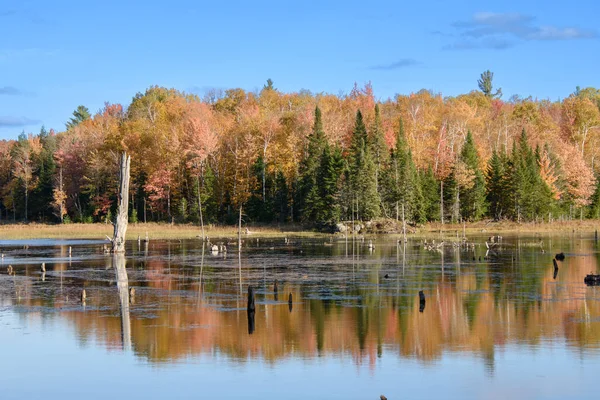 カラフルな森と沼と秋の風景 — ストック写真