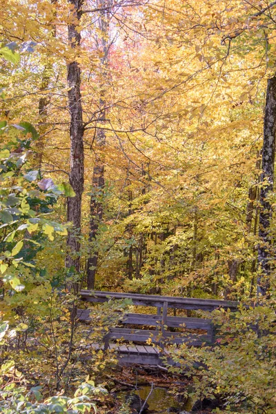 Natürlicher Hintergrund Herrlicher Herbstlicher Wälder Buntes Herbstlaub — Stockfoto