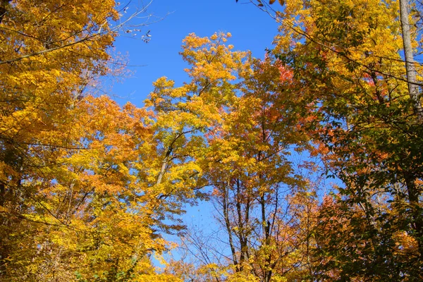 青空を背景に壮大な秋の森の景色 — ストック写真