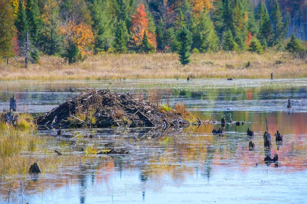 Paysage Automnal Avec Forêt Colorée Marais — Photo