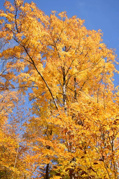 青空を背景に壮大な秋の森の景色 — ストック写真