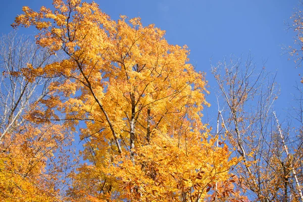 Widok Wspaniały Jesienny Las Niebieskim Tle Nieba — Zdjęcie stockowe