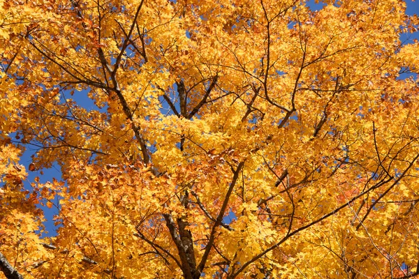 Widok Wspaniały Jesienny Las Niebieskim Tle Nieba — Zdjęcie stockowe