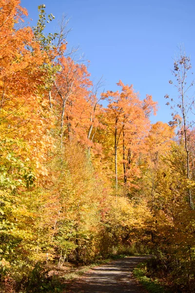 壮大な秋の森 カラフルな紅葉の自然背景 — ストック写真