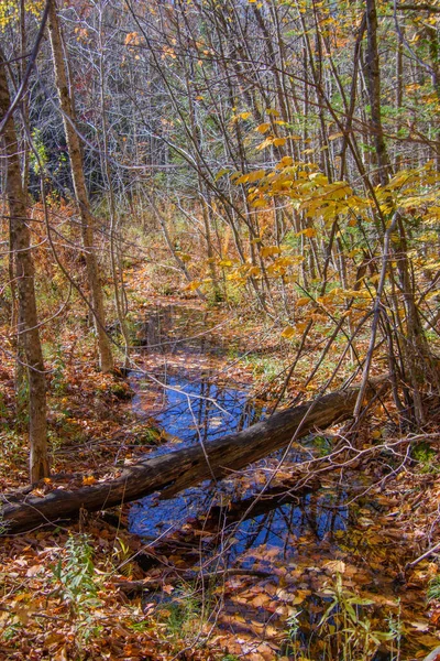 Natuurlijke Achtergrond Van Prachtige Herfstbos Kleurrijke Herfst Gebladerte — Stockfoto