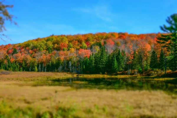 美丽的秋天森林的自然背景 五彩缤纷的秋天树叶 — 图库照片