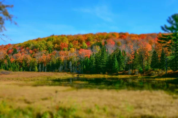 Natural Background Magnificent Autumnal Forest Colourful Fall Foliage — Stock Photo, Image