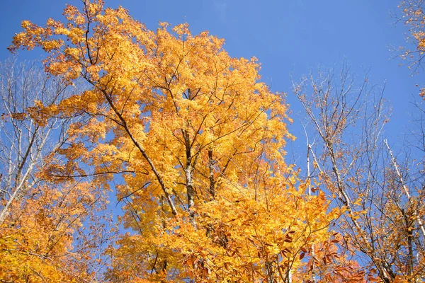 View Magnificent Autumnal Forest Blue Sky Background Stock Photo