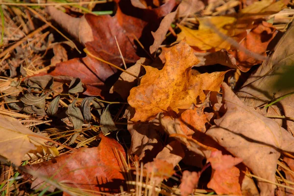 Vue Détaillée Des Feuilles Arbres Tombées Jaunes Rouges Sur Sol — Photo