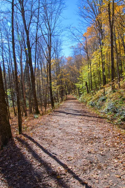 Allée Confortable Dans Forêt Pendant Automne — Photo