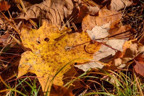 Vue Détaillée Des Feuilles Arbres Tombées Jaunes Rouges Sur Sol — Photo