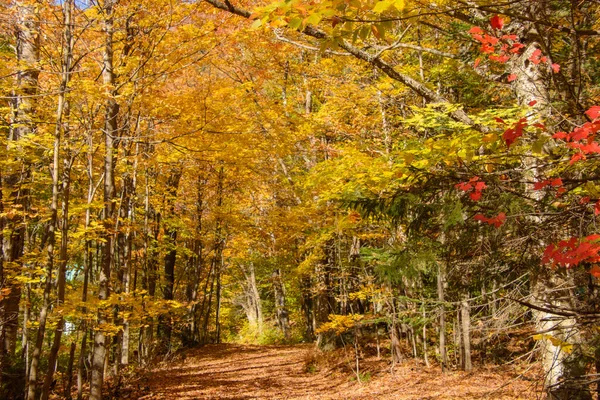 Promenade Dans Une Forêt Automnale Confortable Feuillage Jaune Orange Droit — Photo