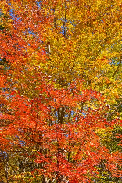 Niesamowity Widok Kolorowych Drzew Jesienią — Zdjęcie stockowe