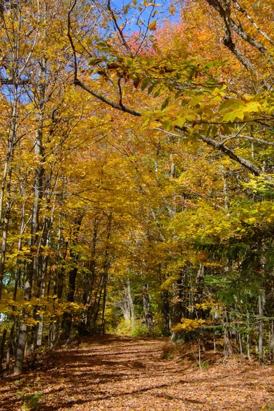 Прогулка Уютному Осеннему Лесу Правой Желтой Оранжевой Листвы — стоковое фото