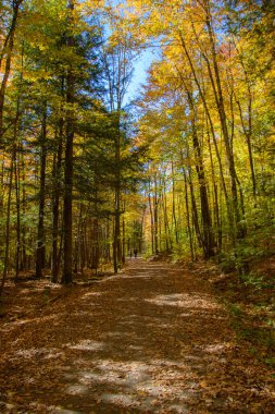 Sonbaharda uzun ağaçlarla orman yolunda yürürken