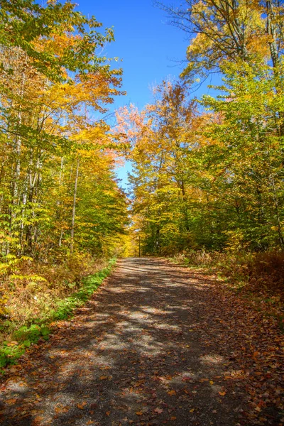 鮮やかな黄色の葉を持つ美しい森の中を歩く — ストック写真