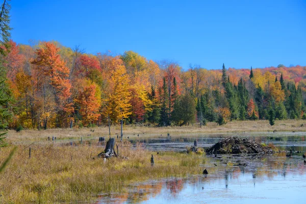 Velho Pântano Floresta Durante Outono — Fotografia de Stock