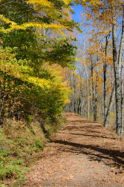 Walking Forest Path Tall Trees Autumn — Stock Photo, Image
