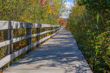 Sonbahar mevsiminde bataklıkta ahşap köprüde gezinmek.