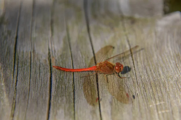 Vue Rapprochée Petite Libellule Rouge Sur Fond Planches Bois — Photo