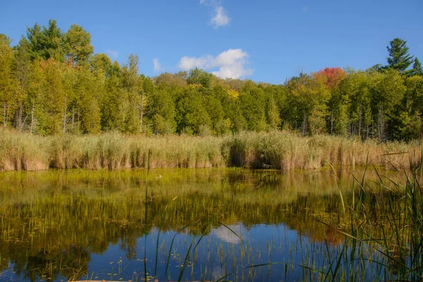 秋意盎然的森林中的沼泽 秋天的风景 — 图库照片