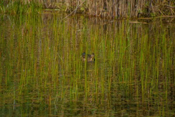 Szczegółowy Widok Kaczki Pływanie Bagnie — Zdjęcie stockowe