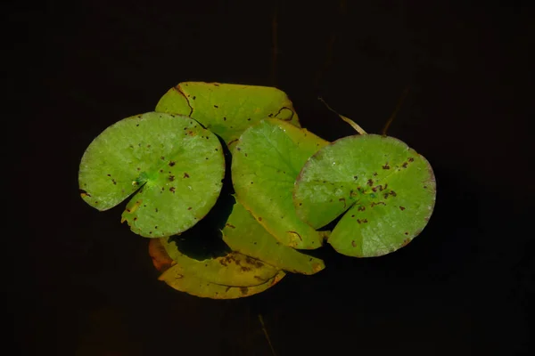 Closeup View Water Lily Leaves Black Background — Stock Photo, Image