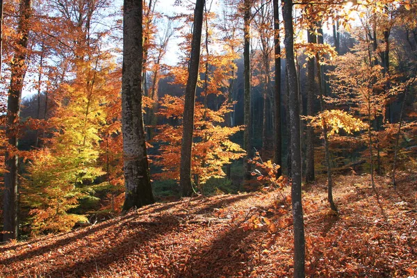 Herbstlicher Buchenwald Mit Goldenem Und Rotem Laub Erleuchtet Von Der — Stockfoto